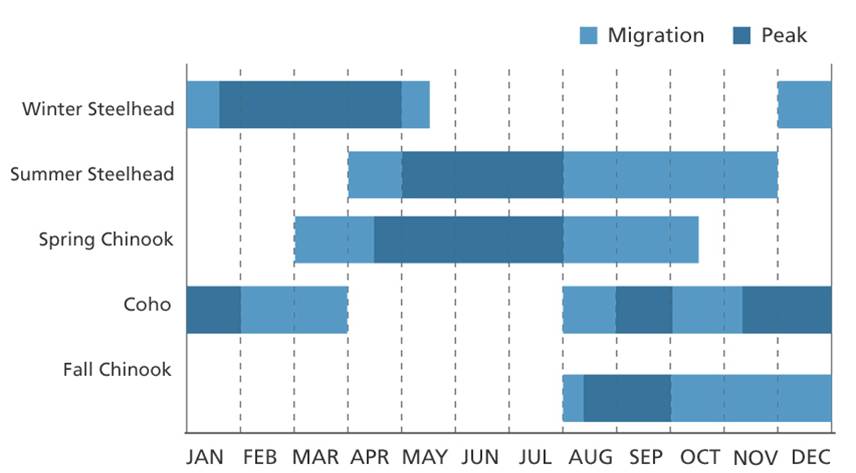 Fish Migration Chart